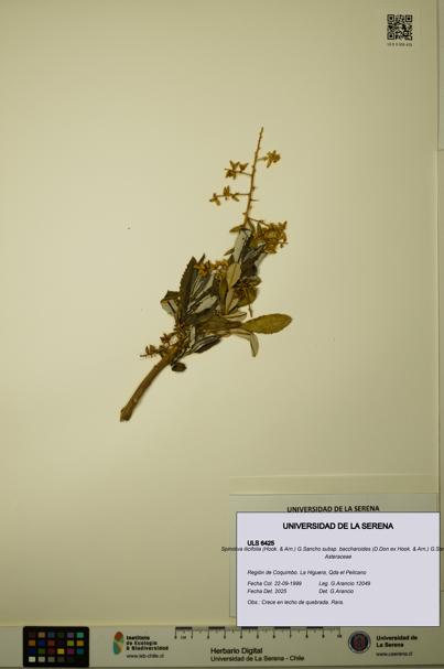 Spinoliva ilicifolia subsp. baccharoides [Espécimen: ULS:ULS:0006425]