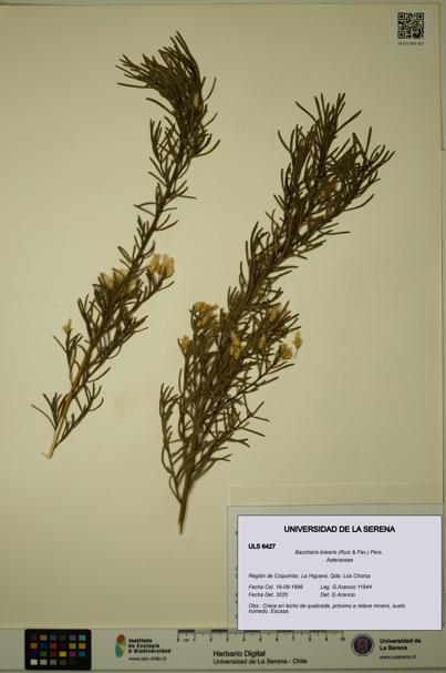 Baccharis linearis [Espécimen: ULS:ULS:0006427]