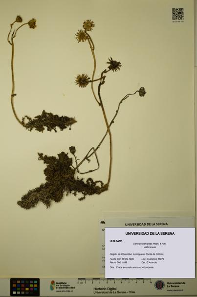 Senecio bahioides [Espécimen: ULS:ULS:0006432]