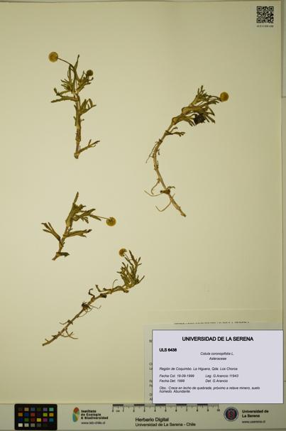 Cotula coronopifolia [Espécimen: ULS:ULS:0006438]