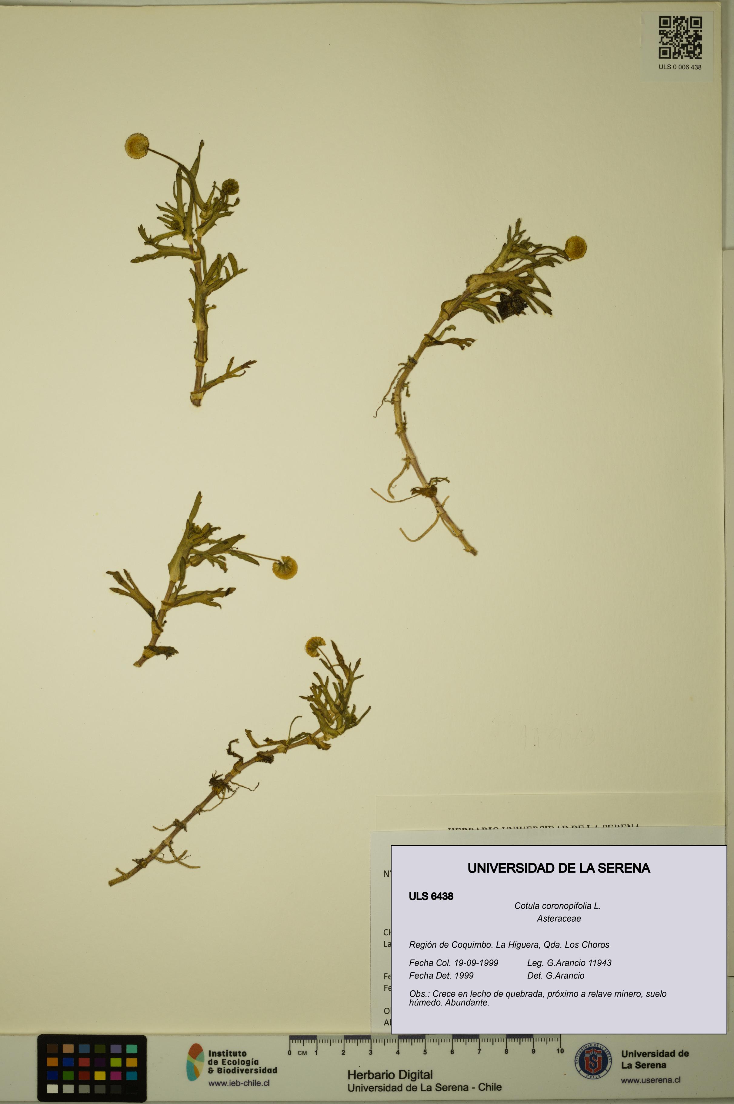 Cotula coronopifolia [Espécimen: ULS:ULS:0006438]