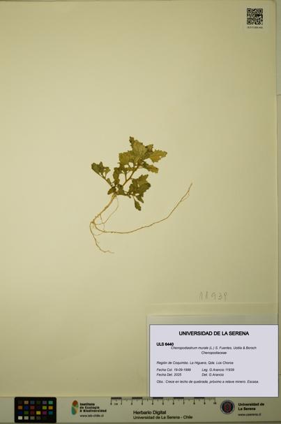 Chenopodiastrum murale [Espécimen: ULS:ULS:0006440]