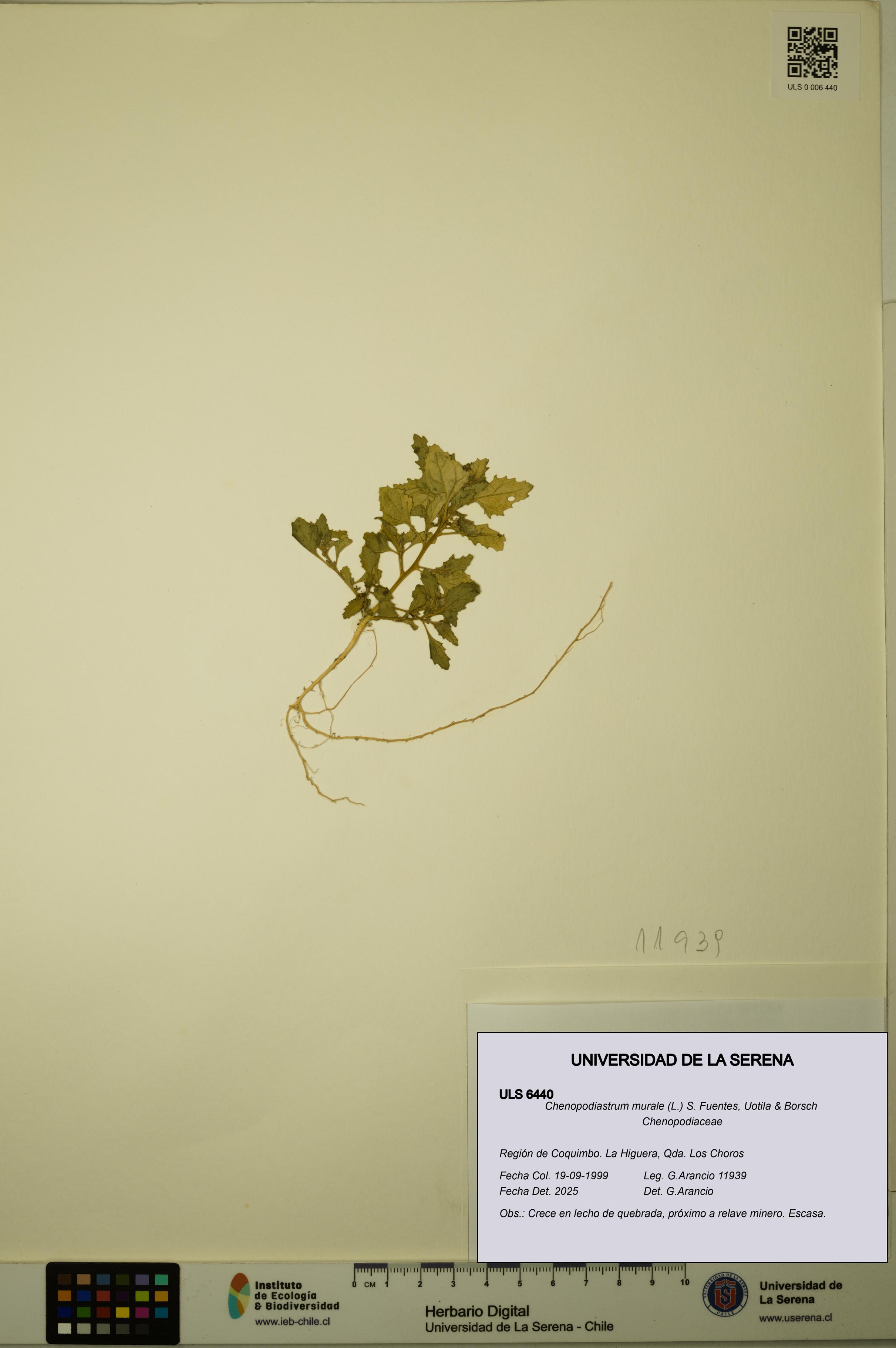 Chenopodiastrum murale [Espécimen: ULS:ULS:0006440]