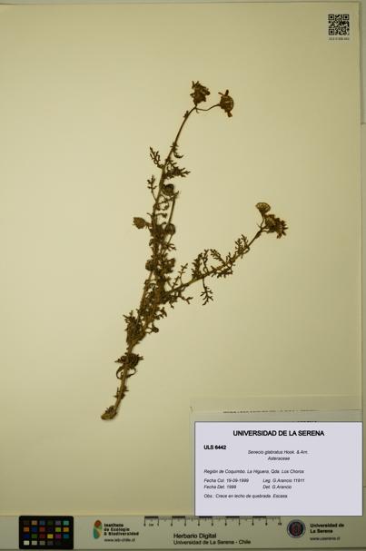Senecio glabratus [Espécimen: ULS:ULS:0006442]