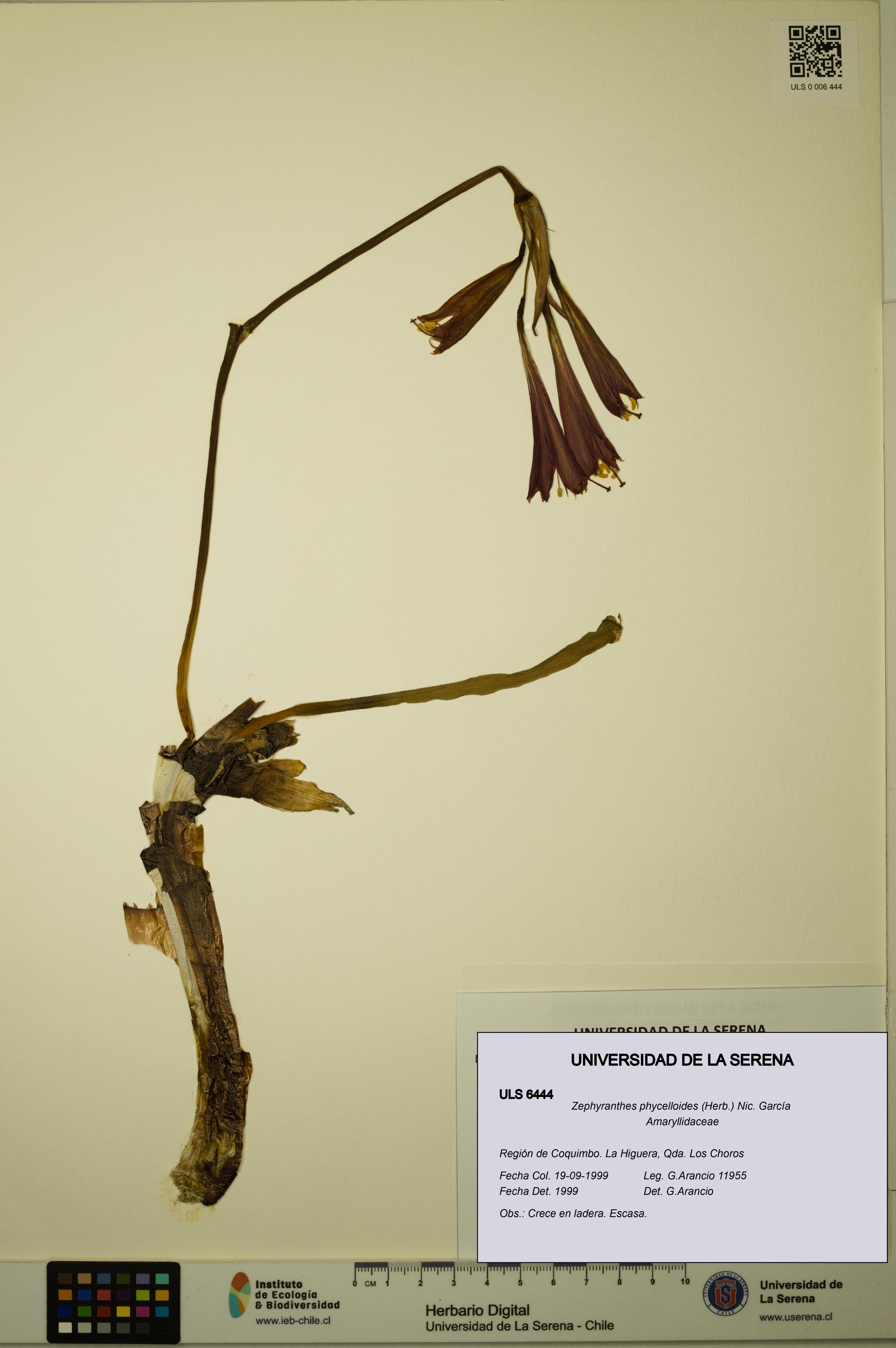 Zephyranthes phycelloides [Espécimen: ULS:ULS:0006444]