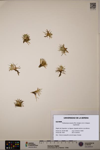 Phylloscirpus acaulis [Espécimen: ULS:ULS:0006448]