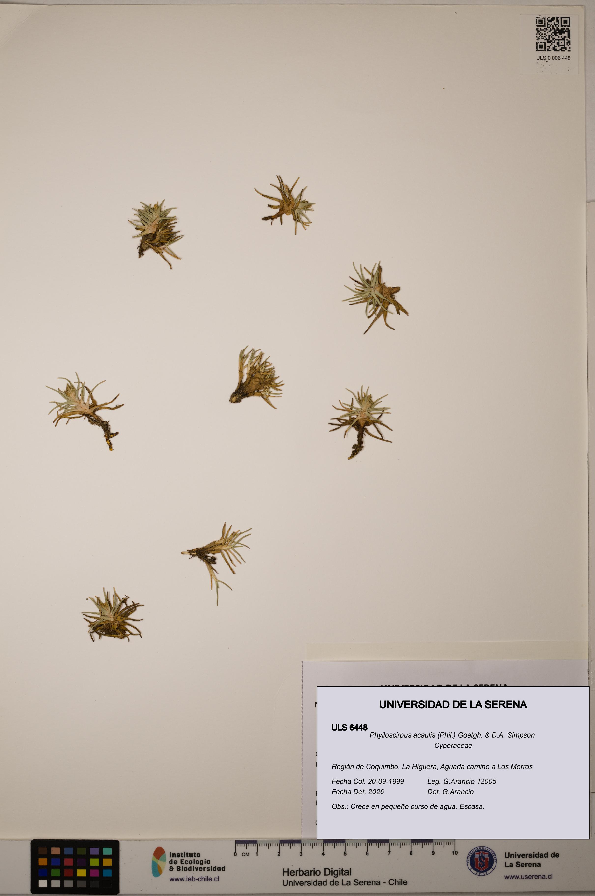Phylloscirpus acaulis [Espécimen: ULS:ULS:0006448]