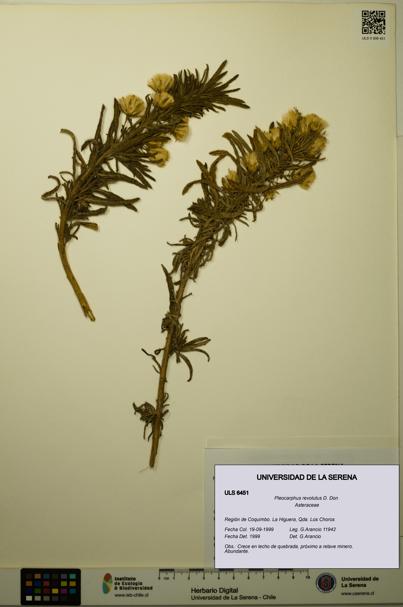 Pleocarphus revolutus [Espécimen: ULS:ULS:0006451]