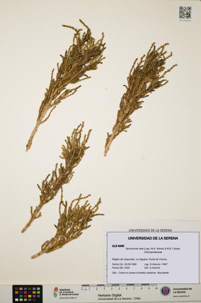 Sarcocornia neei [Espécimen: ULS:ULS:0006455]