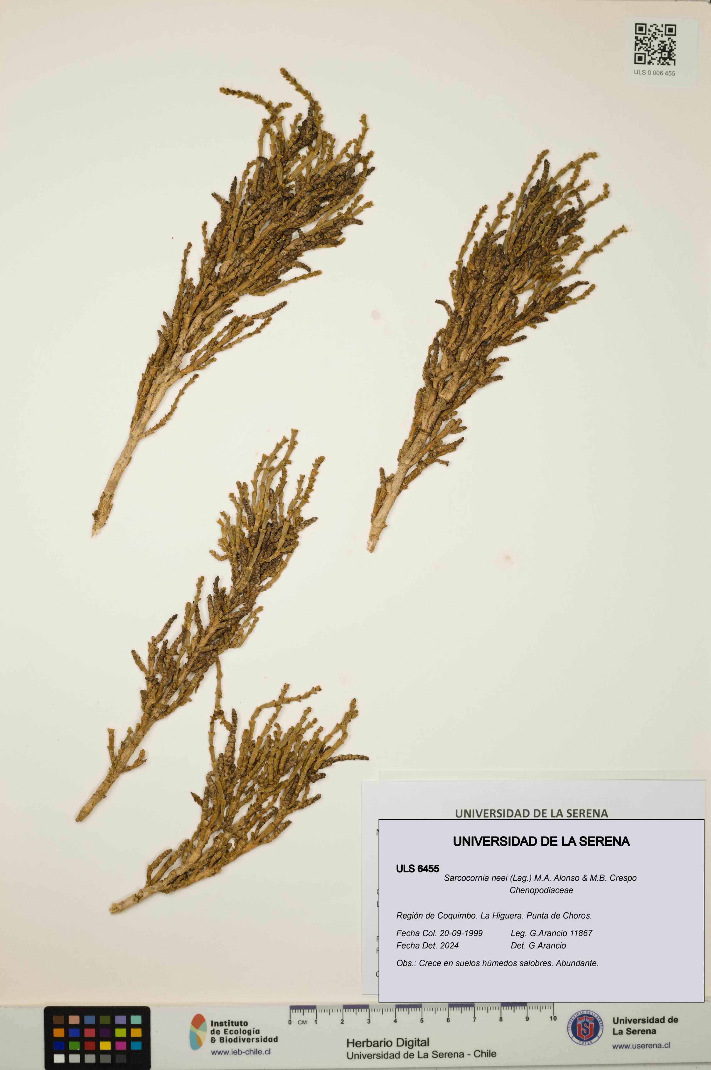 Sarcocornia neei [Espécimen: ULS:ULS:0006455]