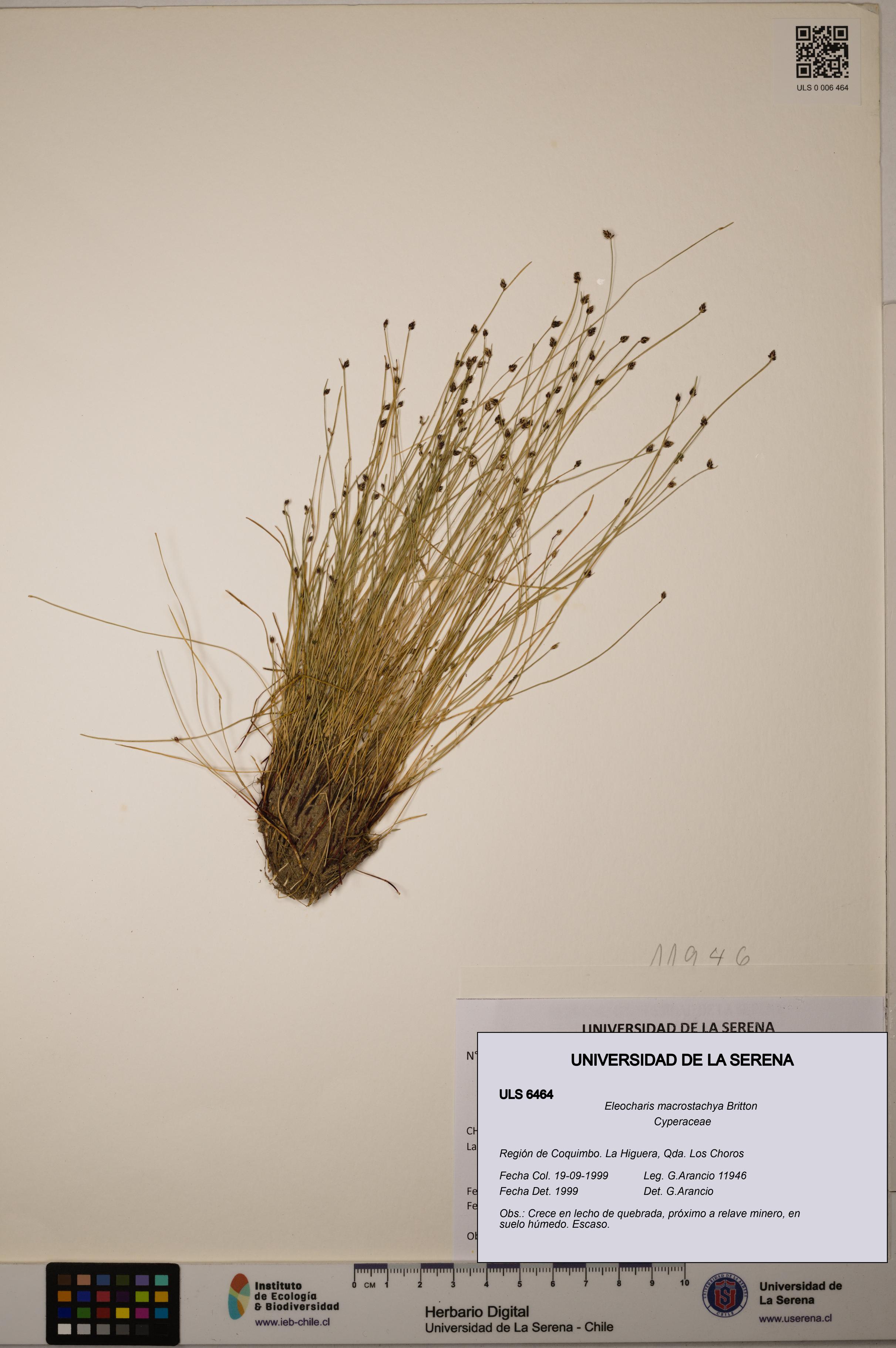 Eleocharis macrostachya [Espécimen: ULS:ULS:0006464]