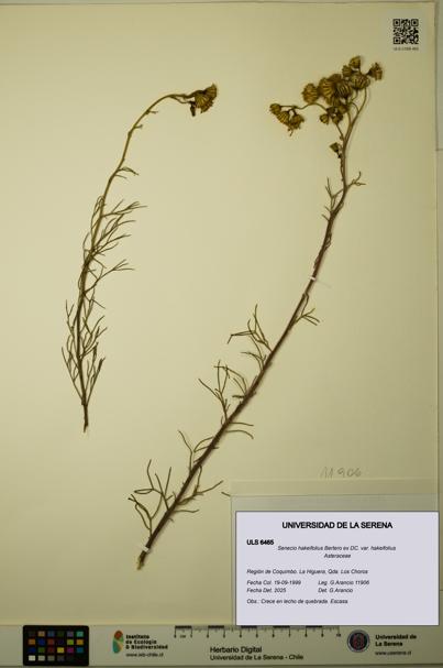 Senecio hakeifolius var. hakeifolius [Espécimen: ULS:ULS:0006465]