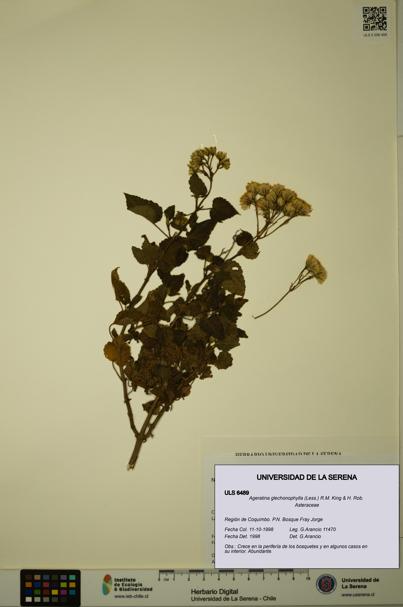 Ageratina glechonophylla [Espécimen: ULS:ULS:0006489]