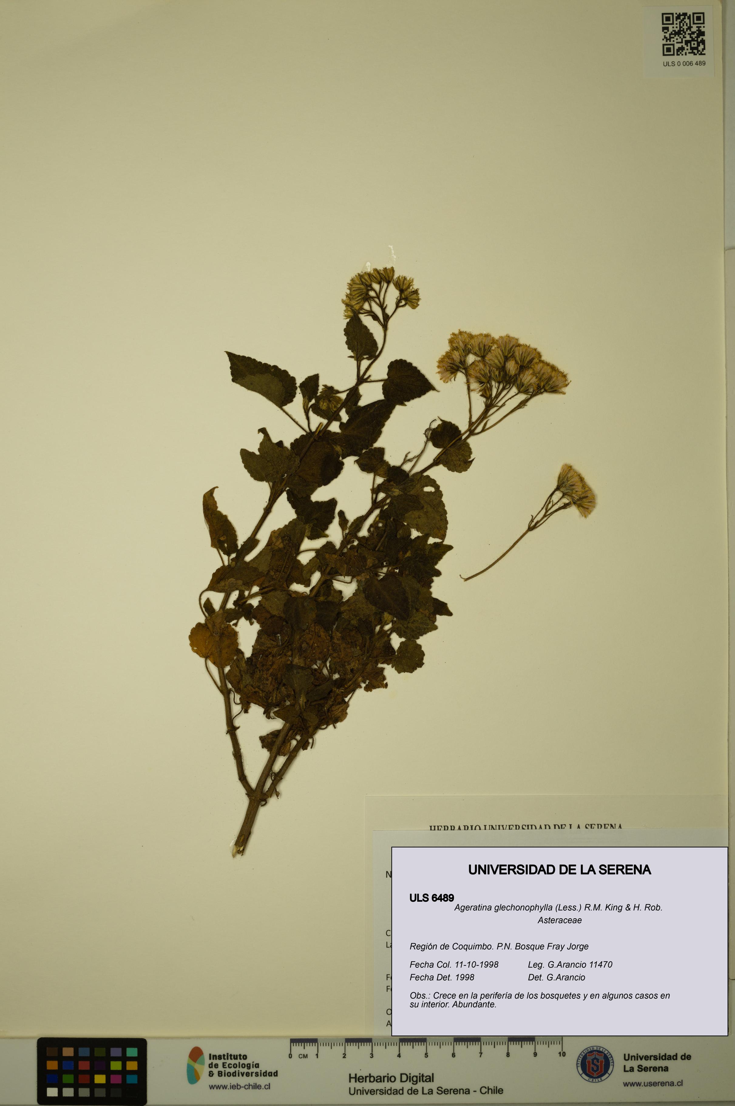 Ageratina glechonophylla [Espécimen: ULS:ULS:0006489]