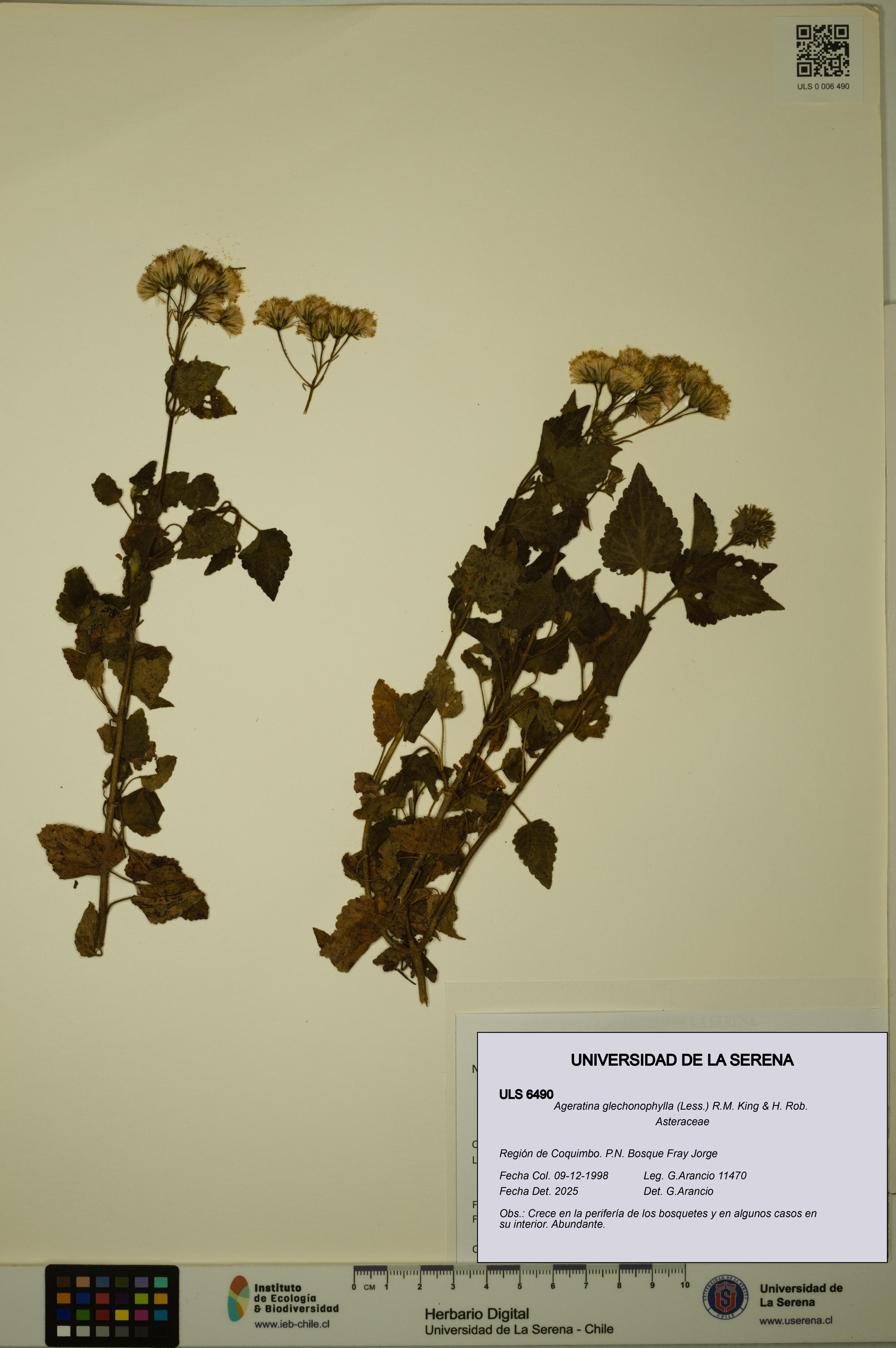 Ageratina glechonophylla [Espécimen: ULS:ULS:0006490]
