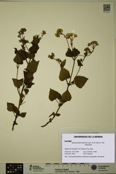 Ageratina glechonophylla [Espécimen: ULS:ULS:0006491]