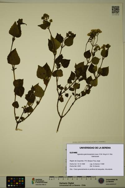 Ageratina glechonophylla [Espécimen: ULS:ULS:0006492]