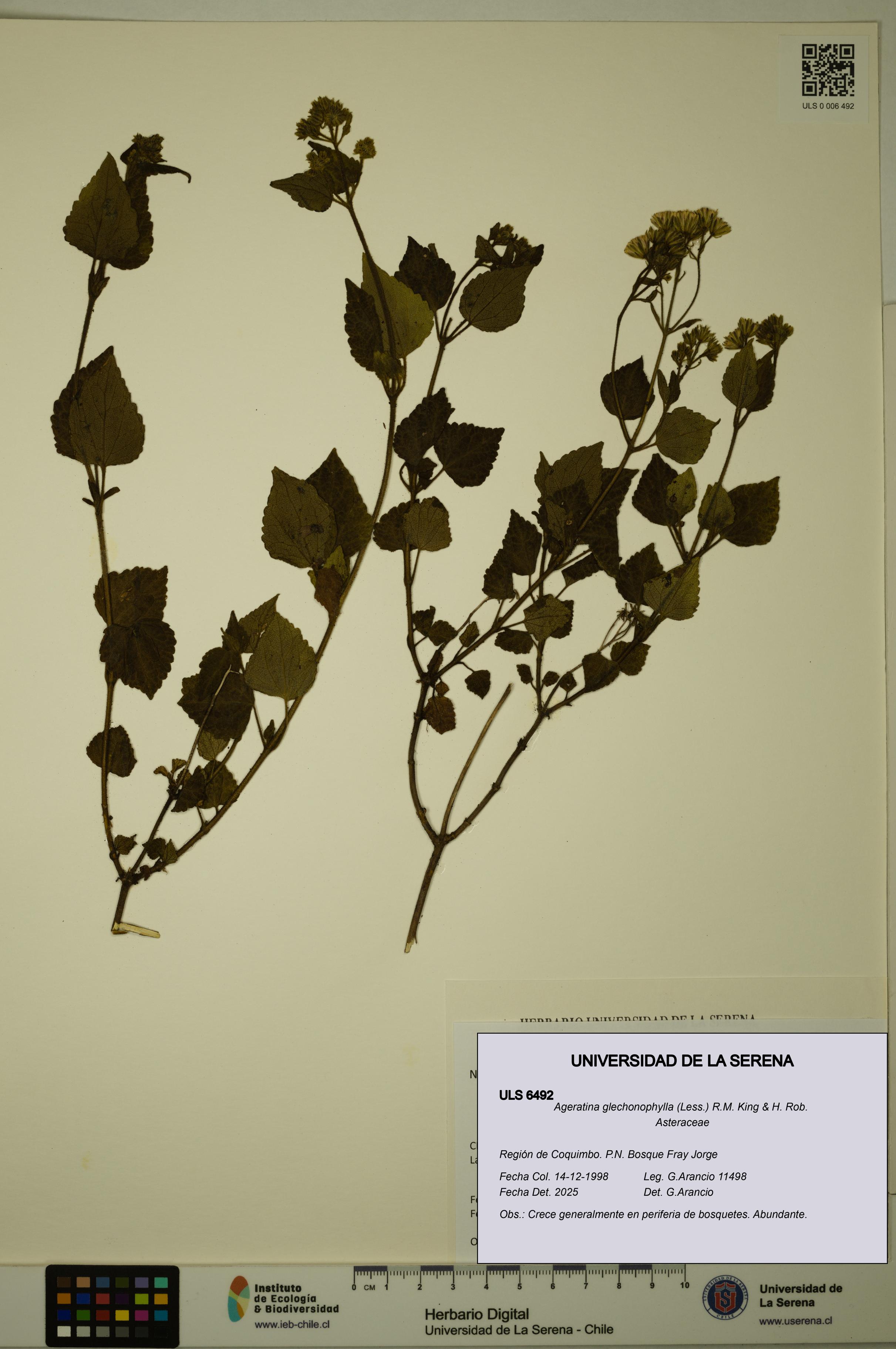 Ageratina glechonophylla [Espécimen: ULS:ULS:0006492]