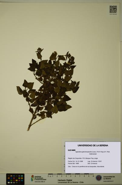 Ageratina glechonophylla [Espécimen: ULS:ULS:0006493]