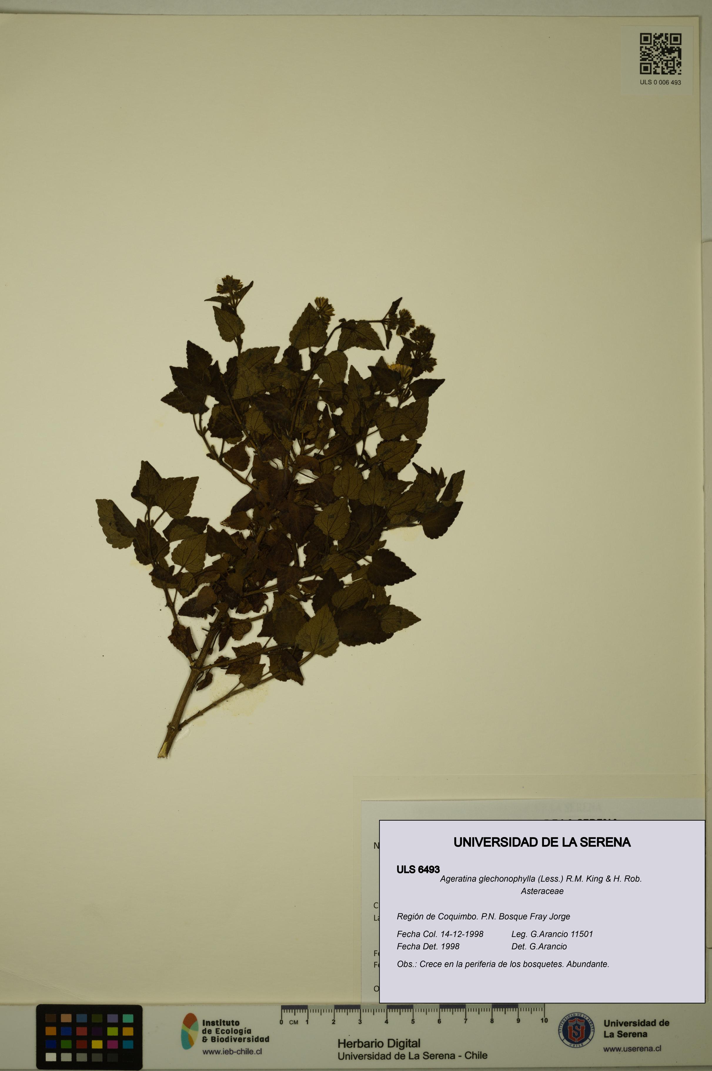 Ageratina glechonophylla [Espécimen: ULS:ULS:0006493]