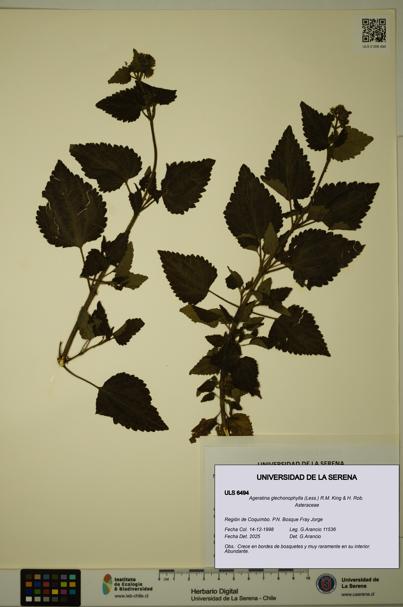Ageratina glechonophylla [Espécimen: ULS:ULS:0006494]