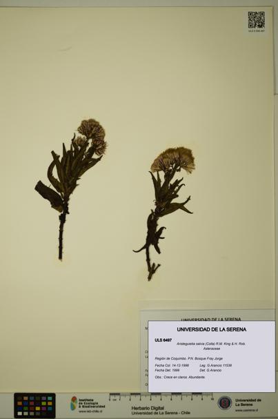 Aristeguietia salvia [Espécimen: ULS:ULS:0006497]