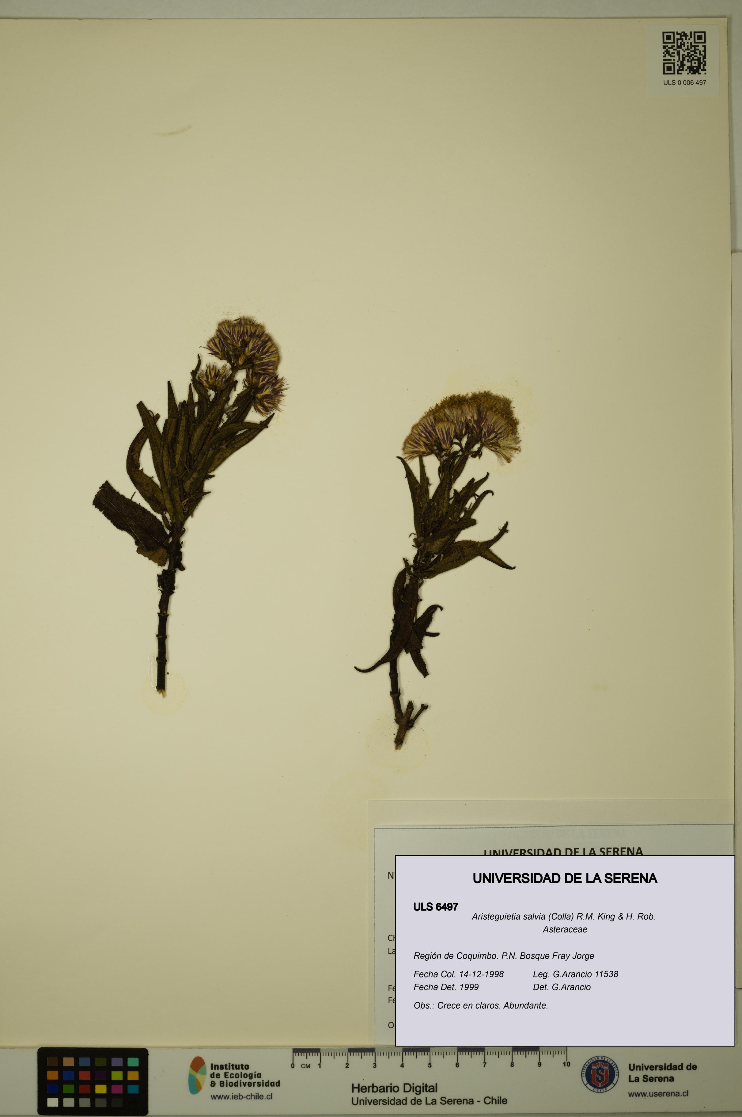 Aristeguietia salvia [Espécimen: ULS:ULS:0006497]