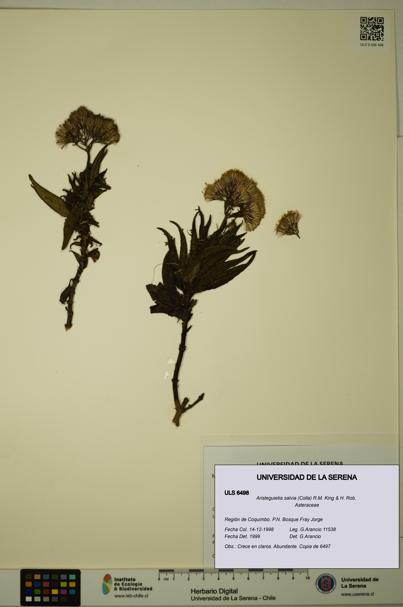 Aristeguietia salvia [Espécimen: ULS:ULS:0006498]