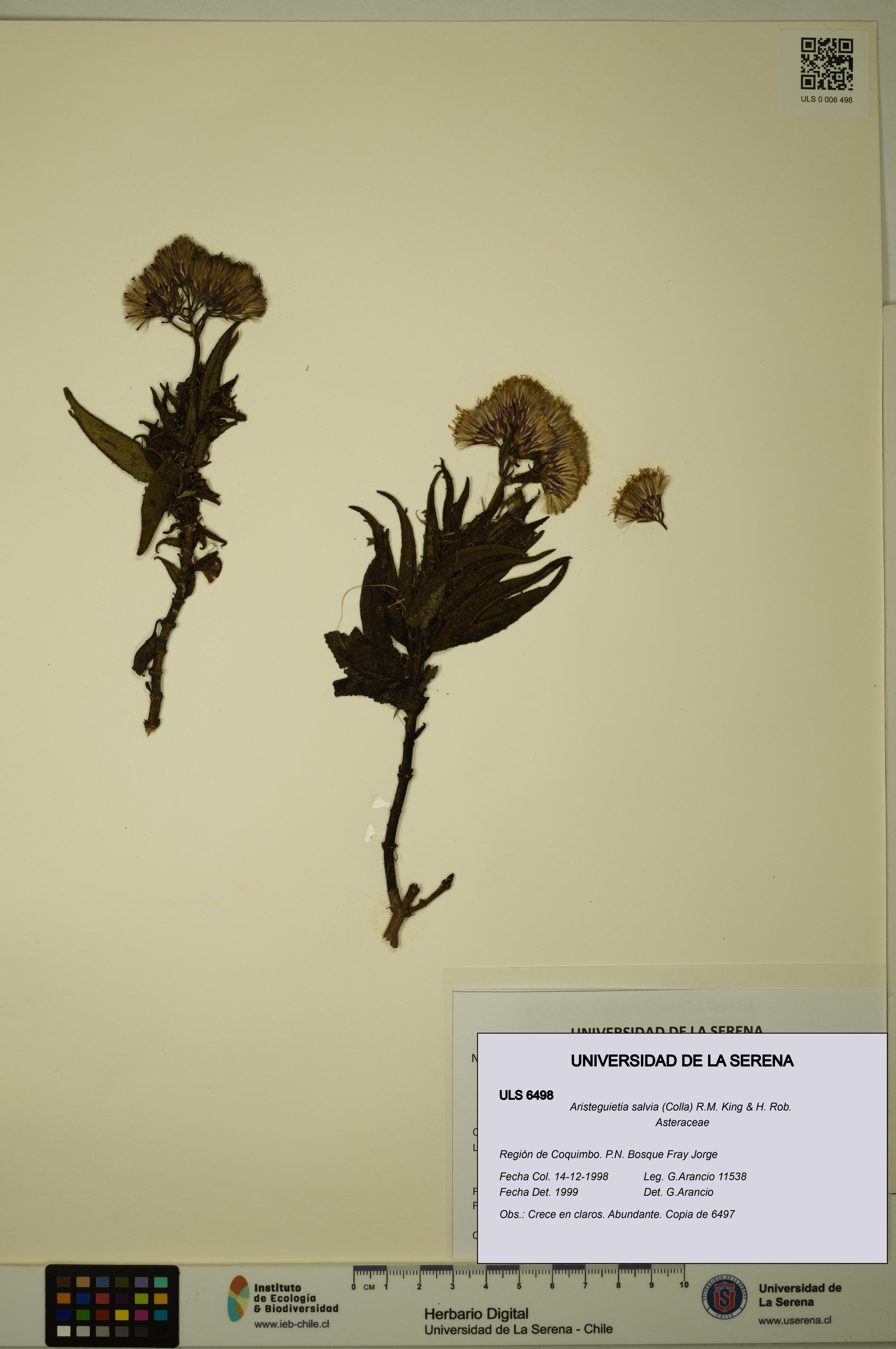 Aristeguietia salvia [Espécimen: ULS:ULS:0006498]