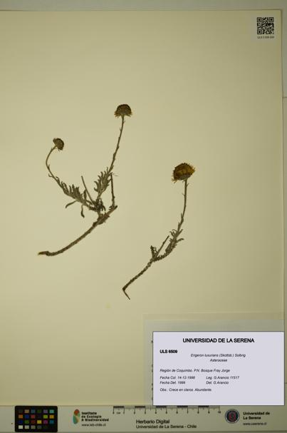 Erigeron luxurians [Espécimen: ULS:ULS:0006509]