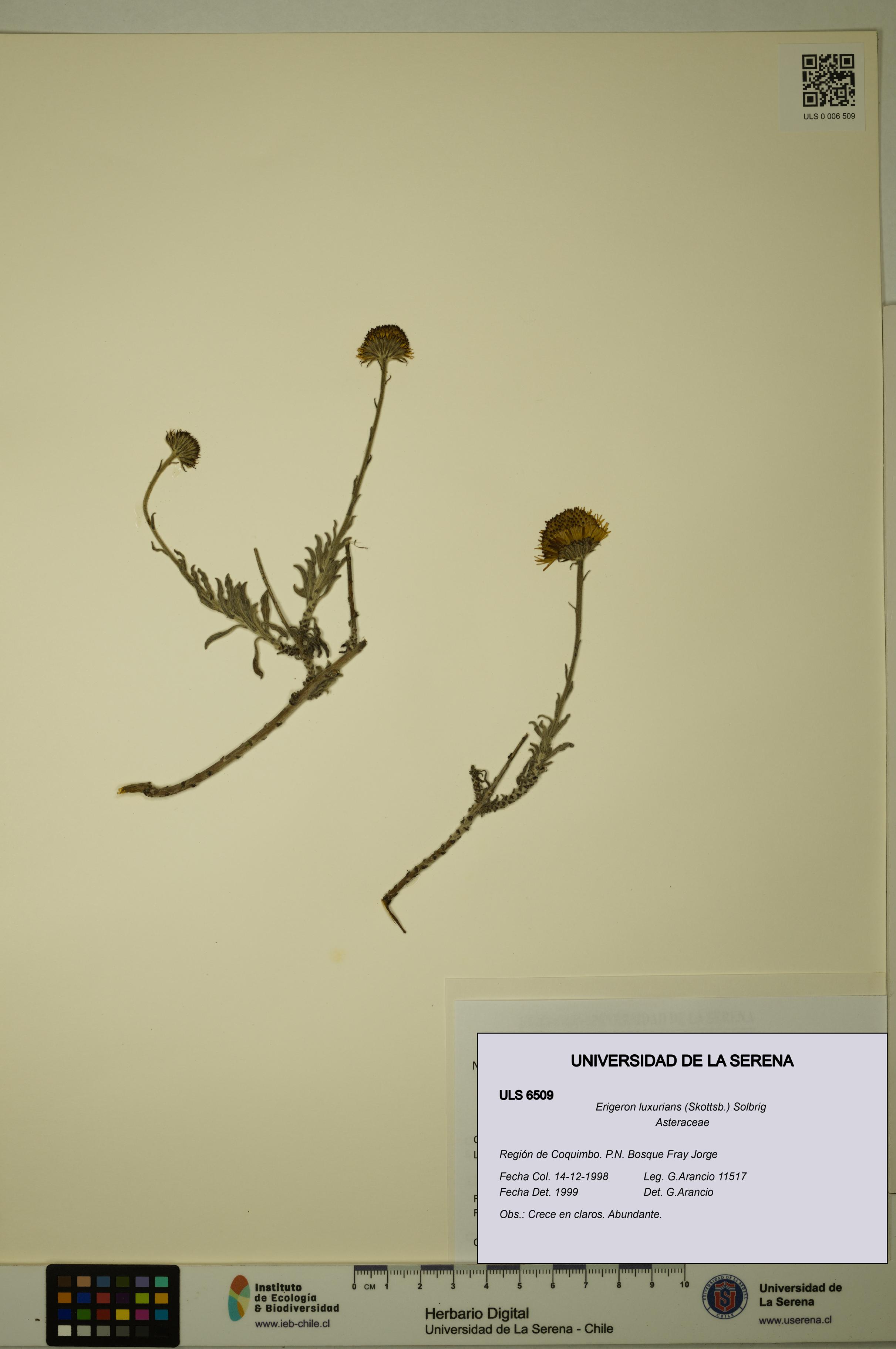 Erigeron luxurians [Espécimen: ULS:ULS:0006509]