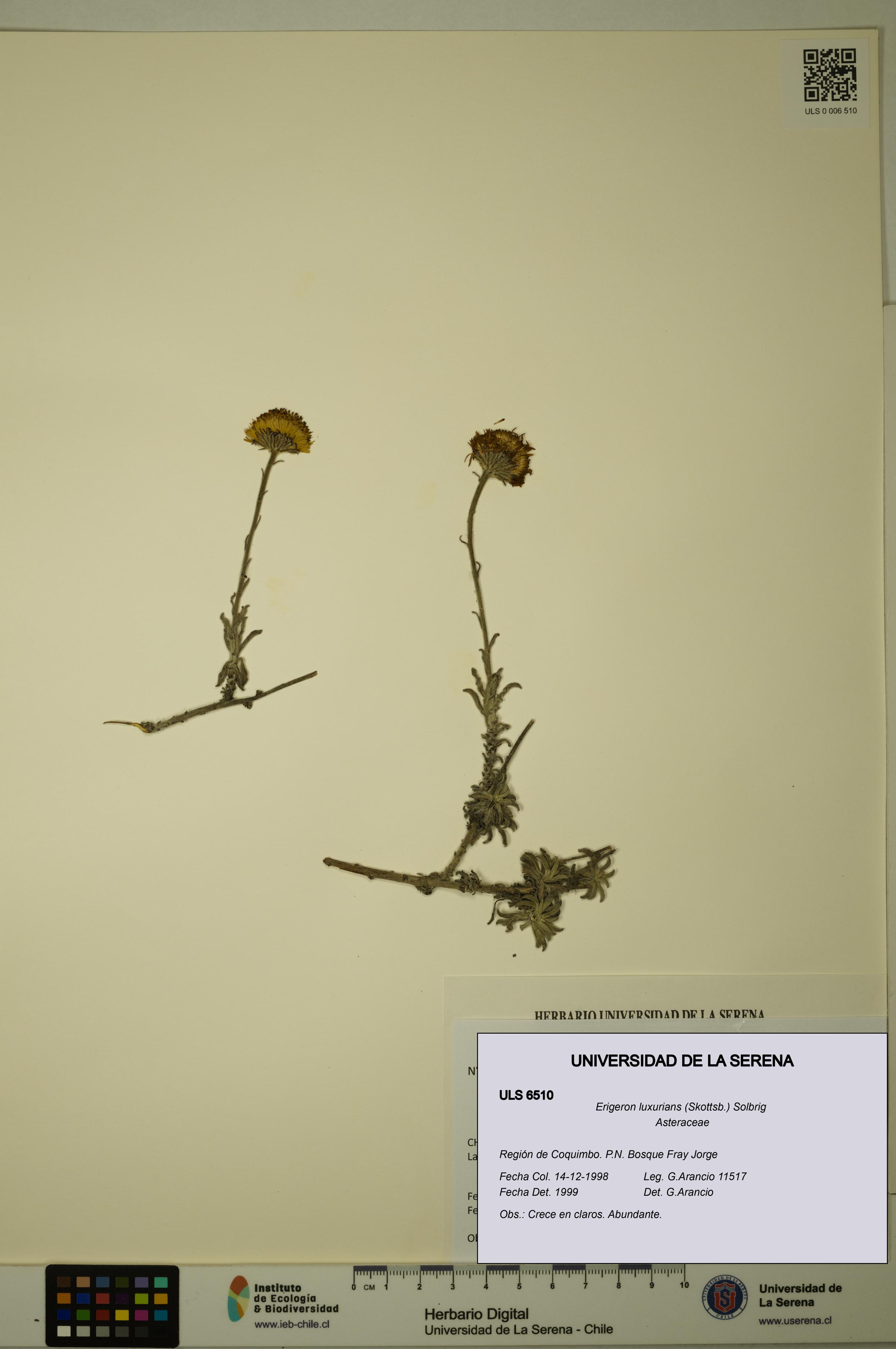 Erigeron luxurians [Espécimen: ULS:ULS:0006510]