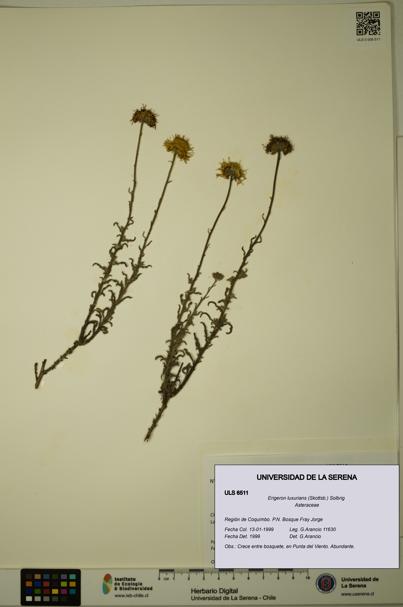 Erigeron luxurians [Espécimen: ULS:ULS:0006511]