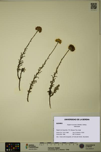 Erigeron luxurians [Espécimen: ULS:ULS:0006512]