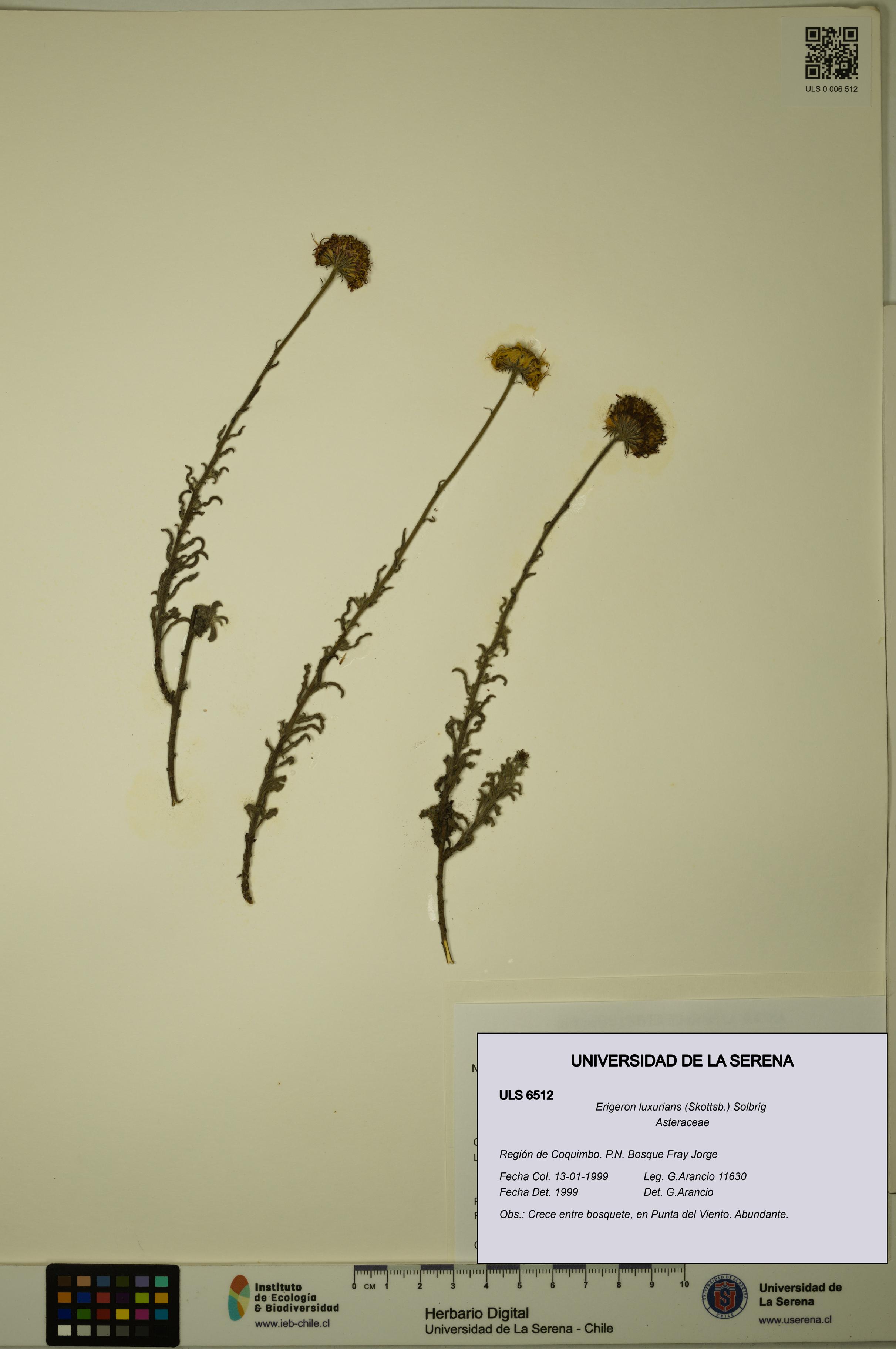 Erigeron luxurians [Espécimen: ULS:ULS:0006512]