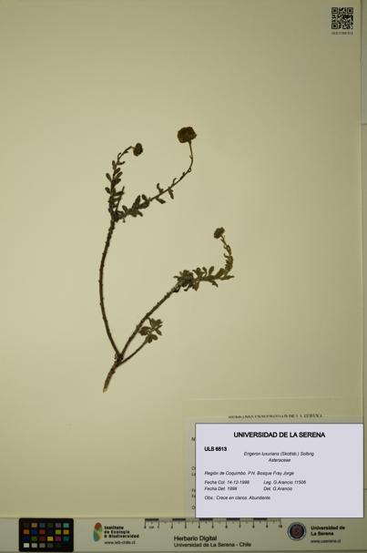Erigeron luxurians [Espécimen: ULS:ULS:0006513]