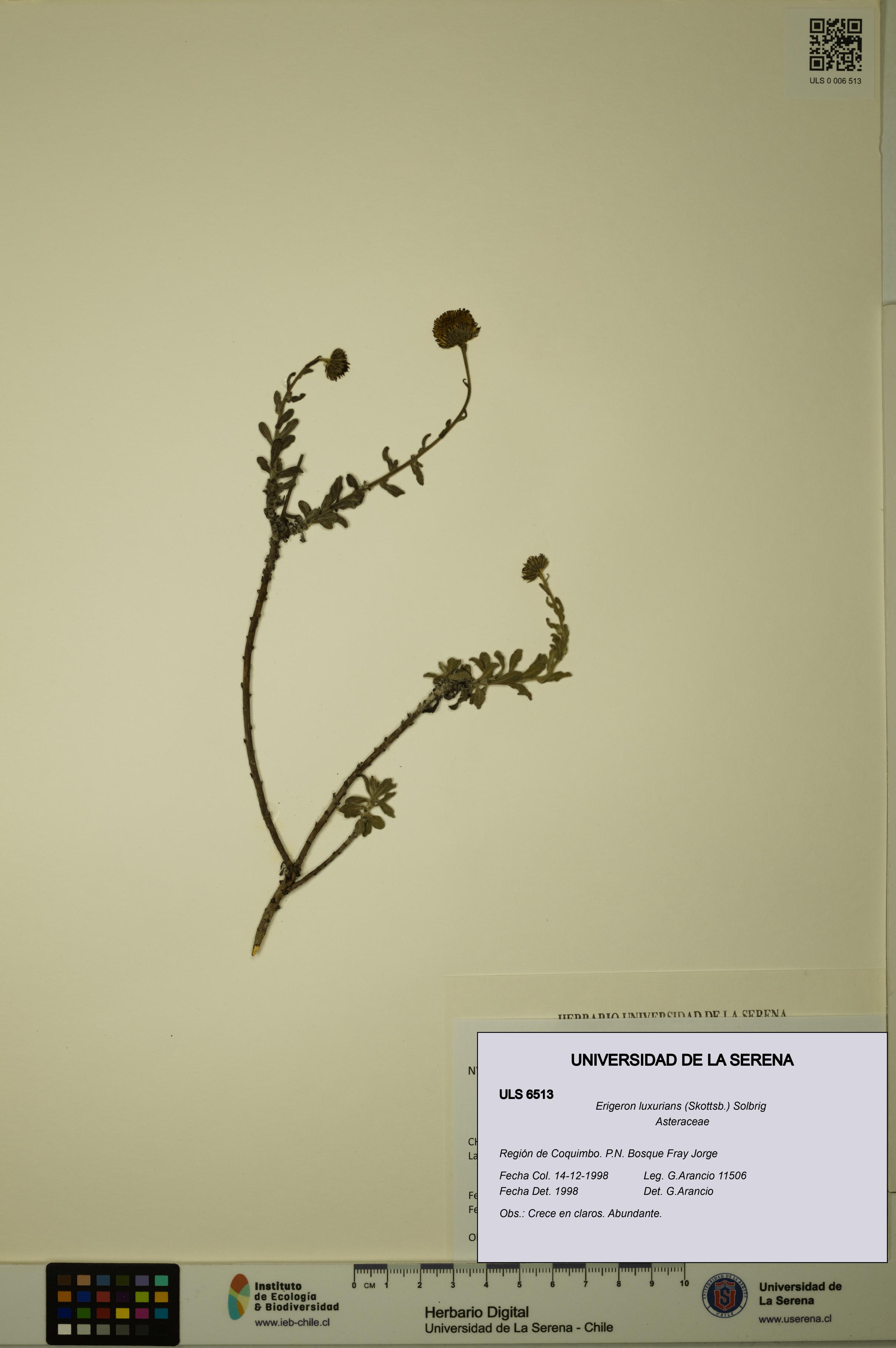 Erigeron luxurians [Espécimen: ULS:ULS:0006513]