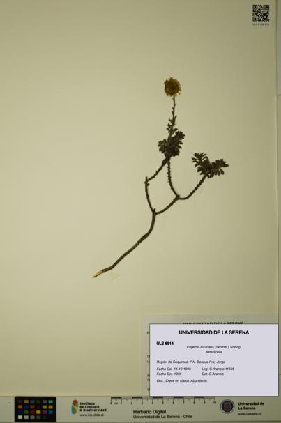 Erigeron luxurians [Espécimen: ULS:ULS:0006514]