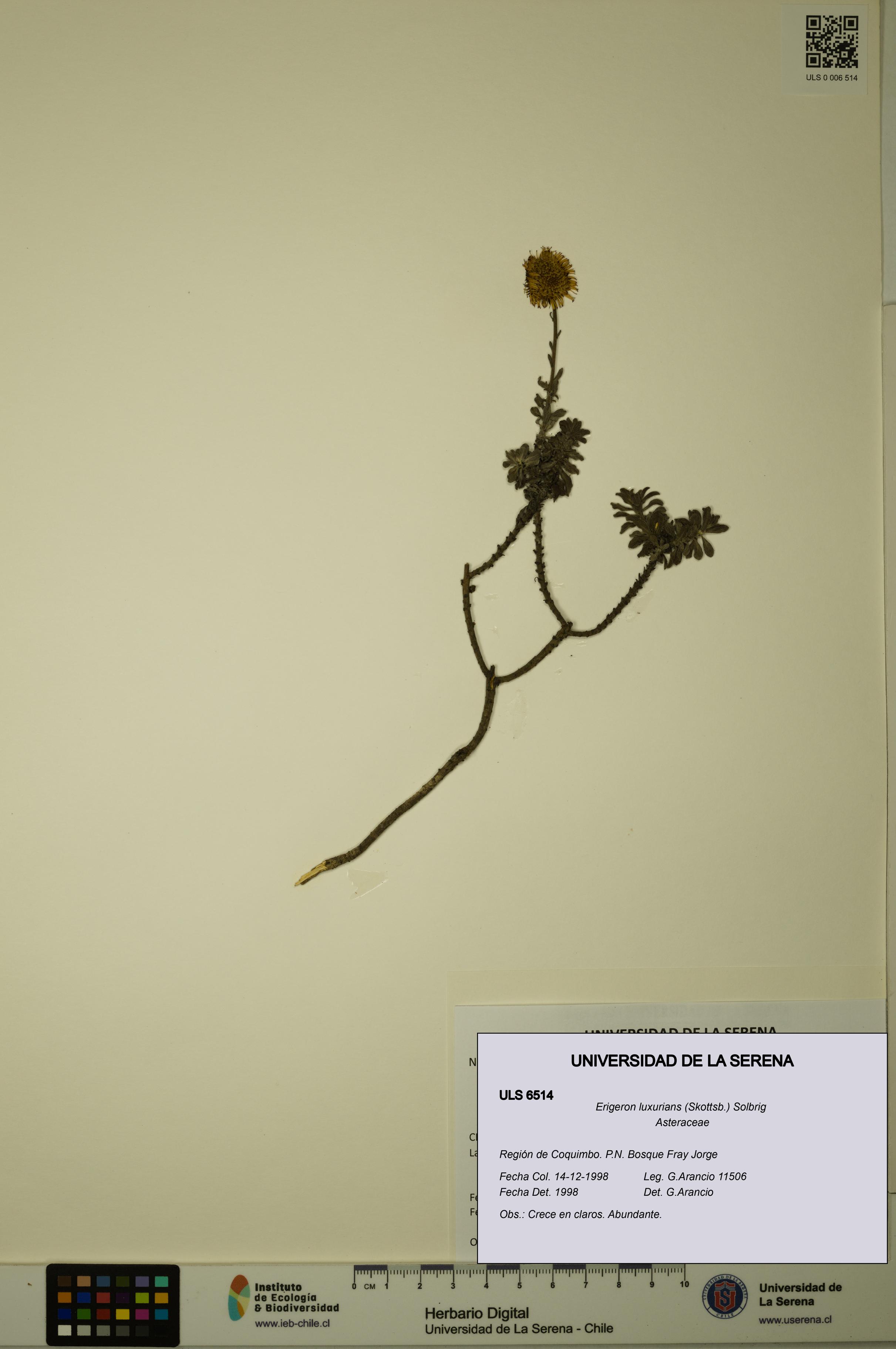 Erigeron luxurians [Espécimen: ULS:ULS:0006514]