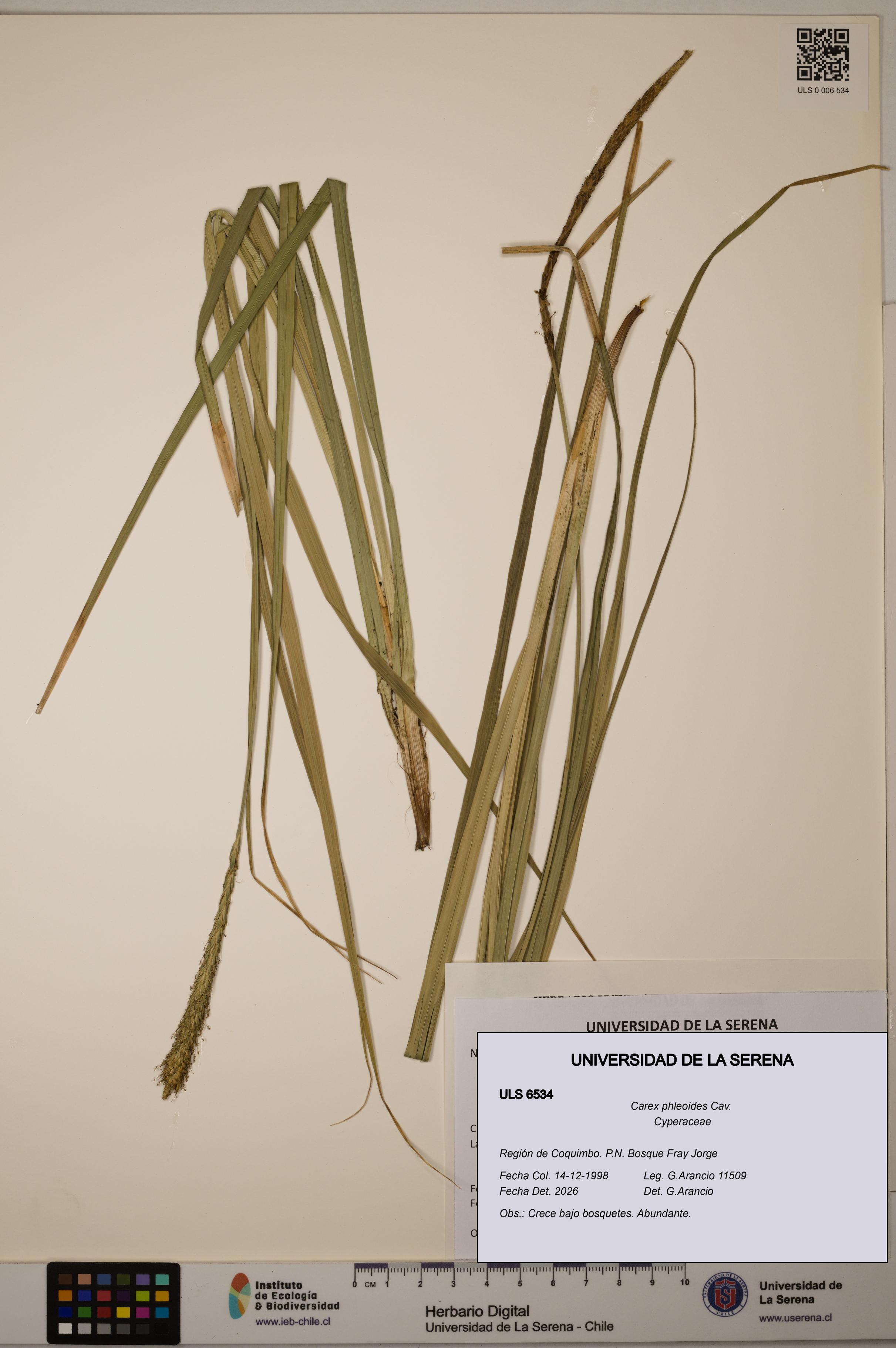 Carex phleoides [Espécimen: ULS:ULS:0006534]