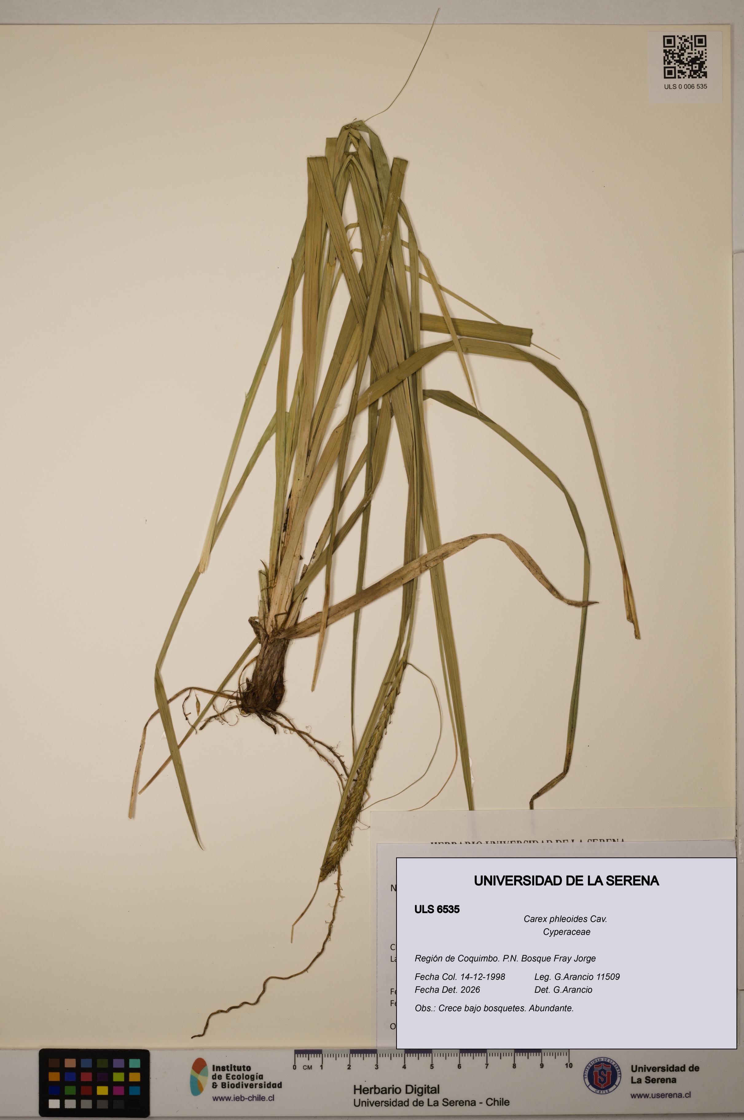 Carex phleoides [Espécimen: ULS:ULS:0006535]