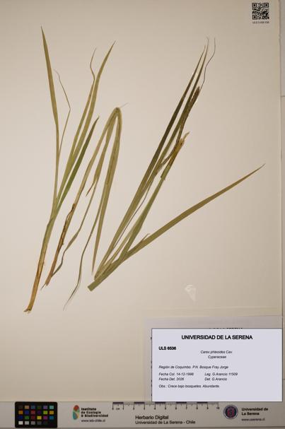 Carex phleoides [Espécimen: ULS:ULS:0006536]