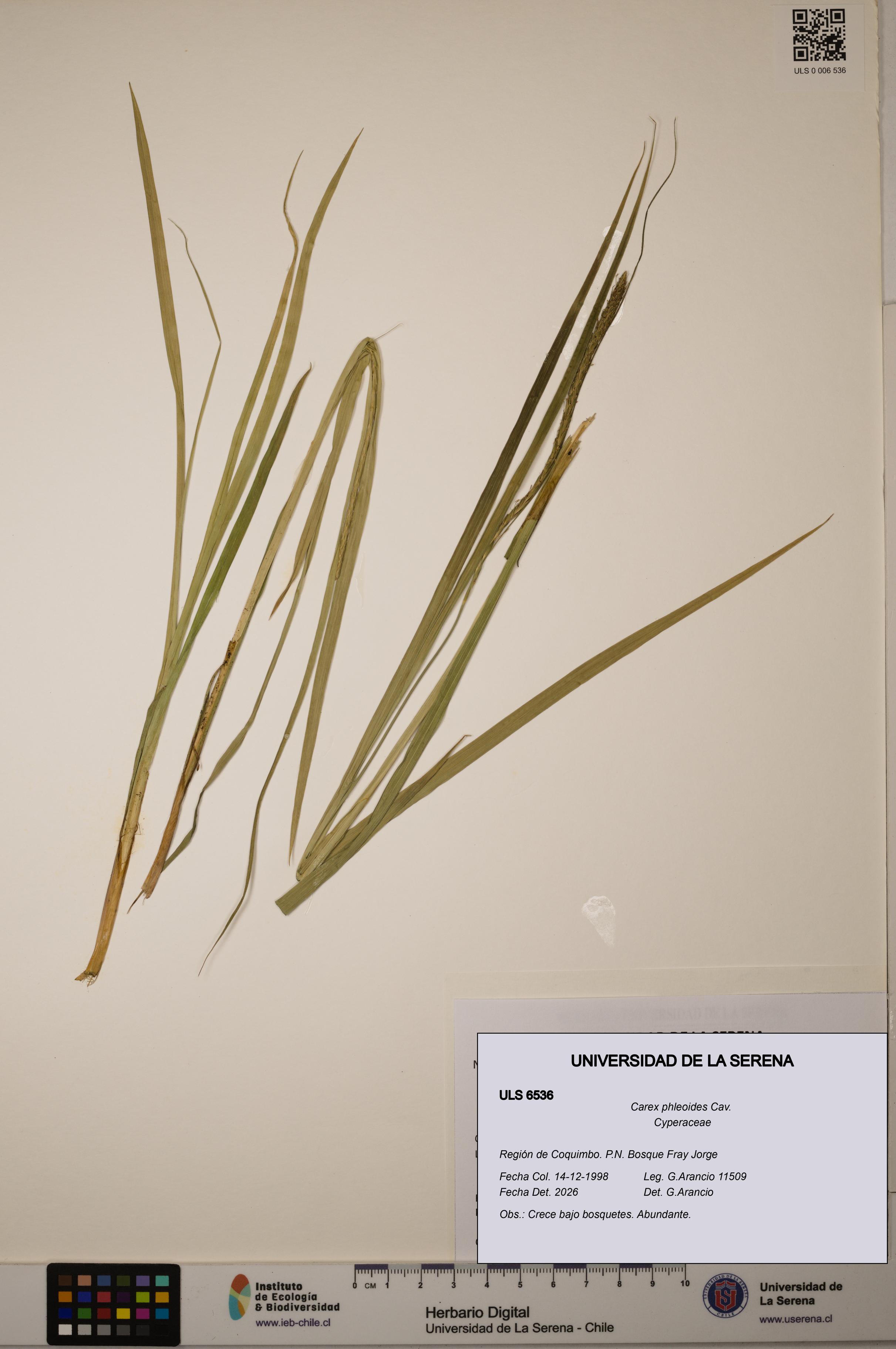 Carex phleoides [Espécimen: ULS:ULS:0006536]
