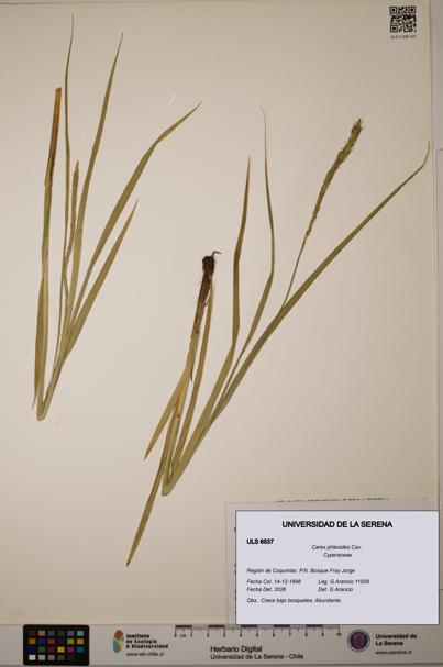 Carex phleoides [Espécimen: ULS:ULS:0006537]