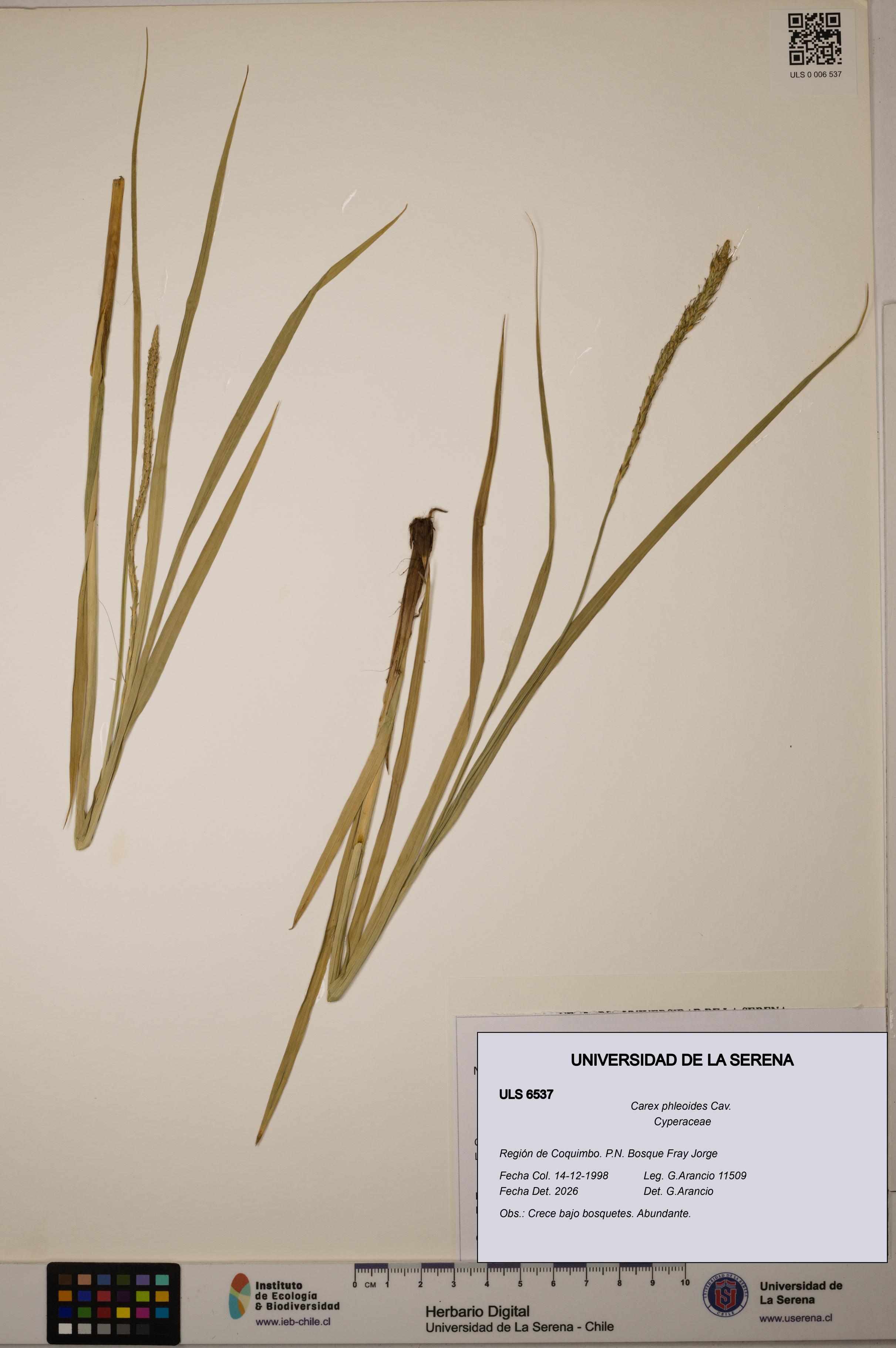 Carex phleoides [Espécimen: ULS:ULS:0006537]