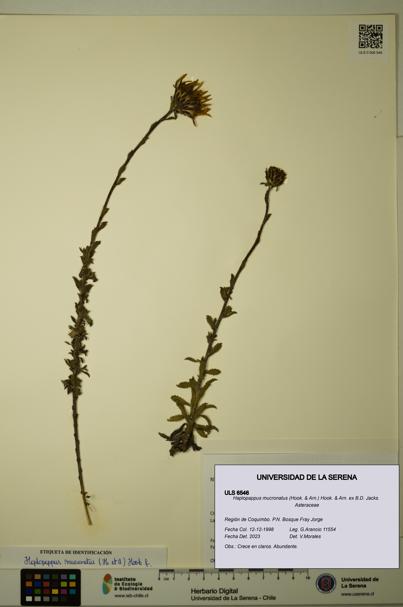 Haplopappus mucronatus [Espécimen: ULS:ULS:0006546]