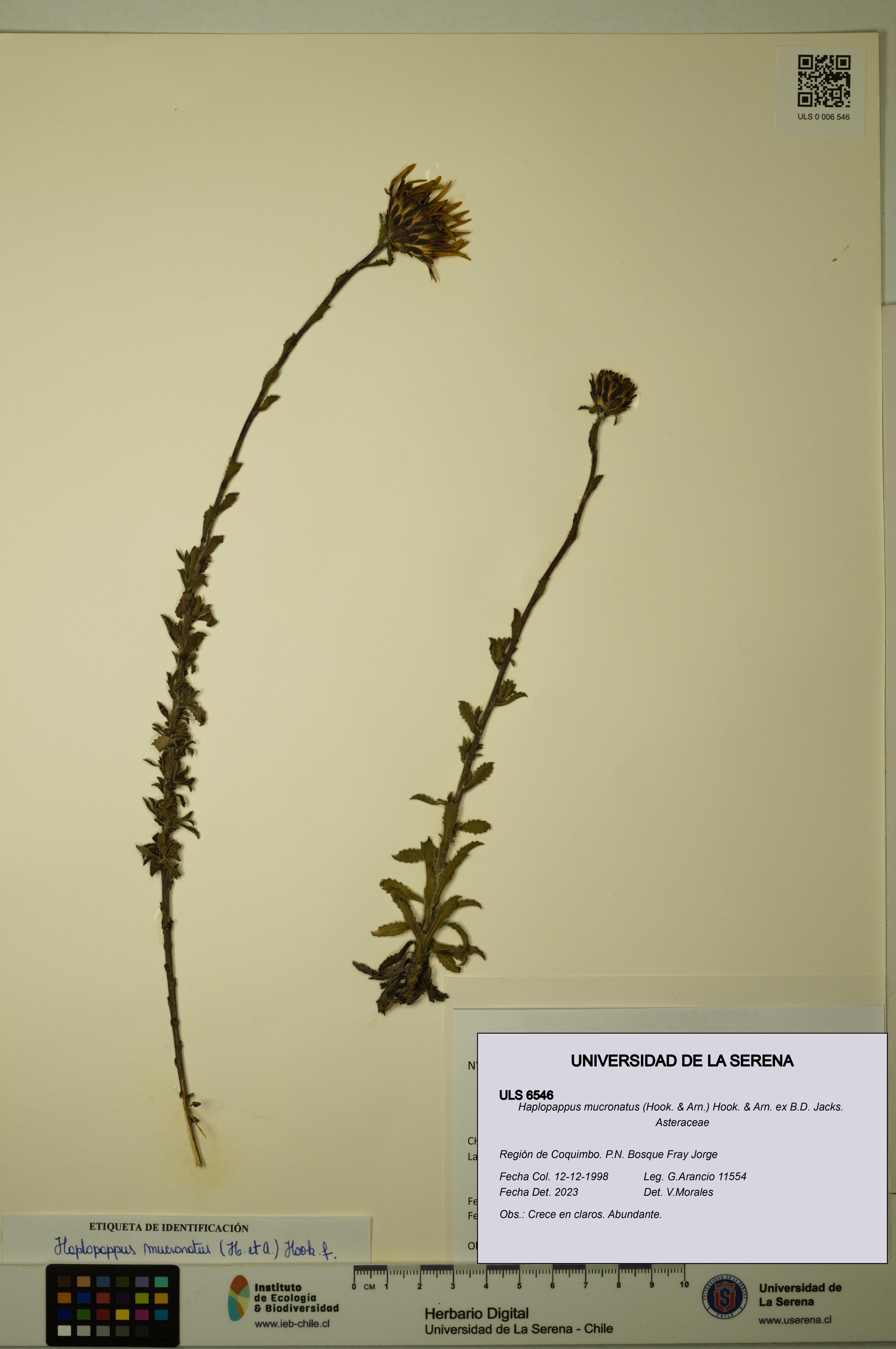 Haplopappus mucronatus [Espécimen: ULS:ULS:0006546]