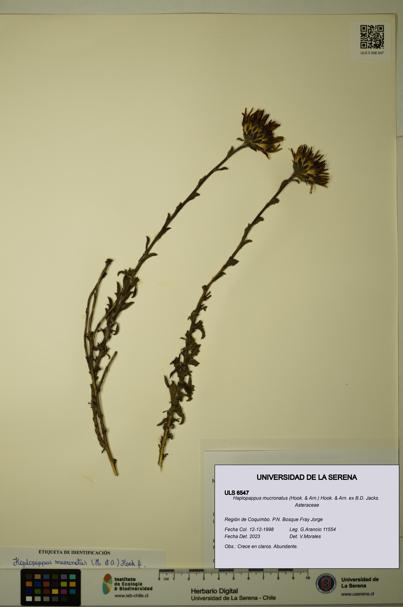 Haplopappus mucronatus [Espécimen: ULS:ULS:0006547]