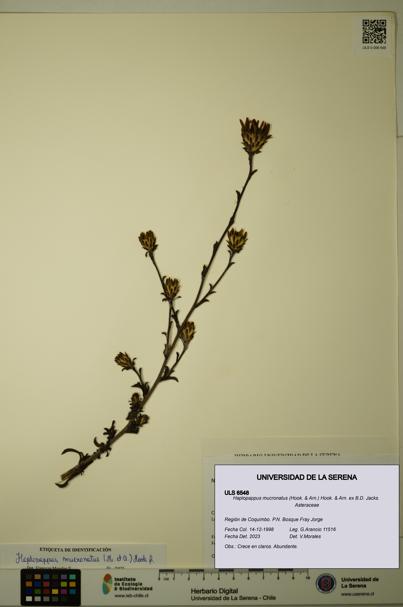 Haplopappus mucronatus [Espécimen: ULS:ULS:0006548]