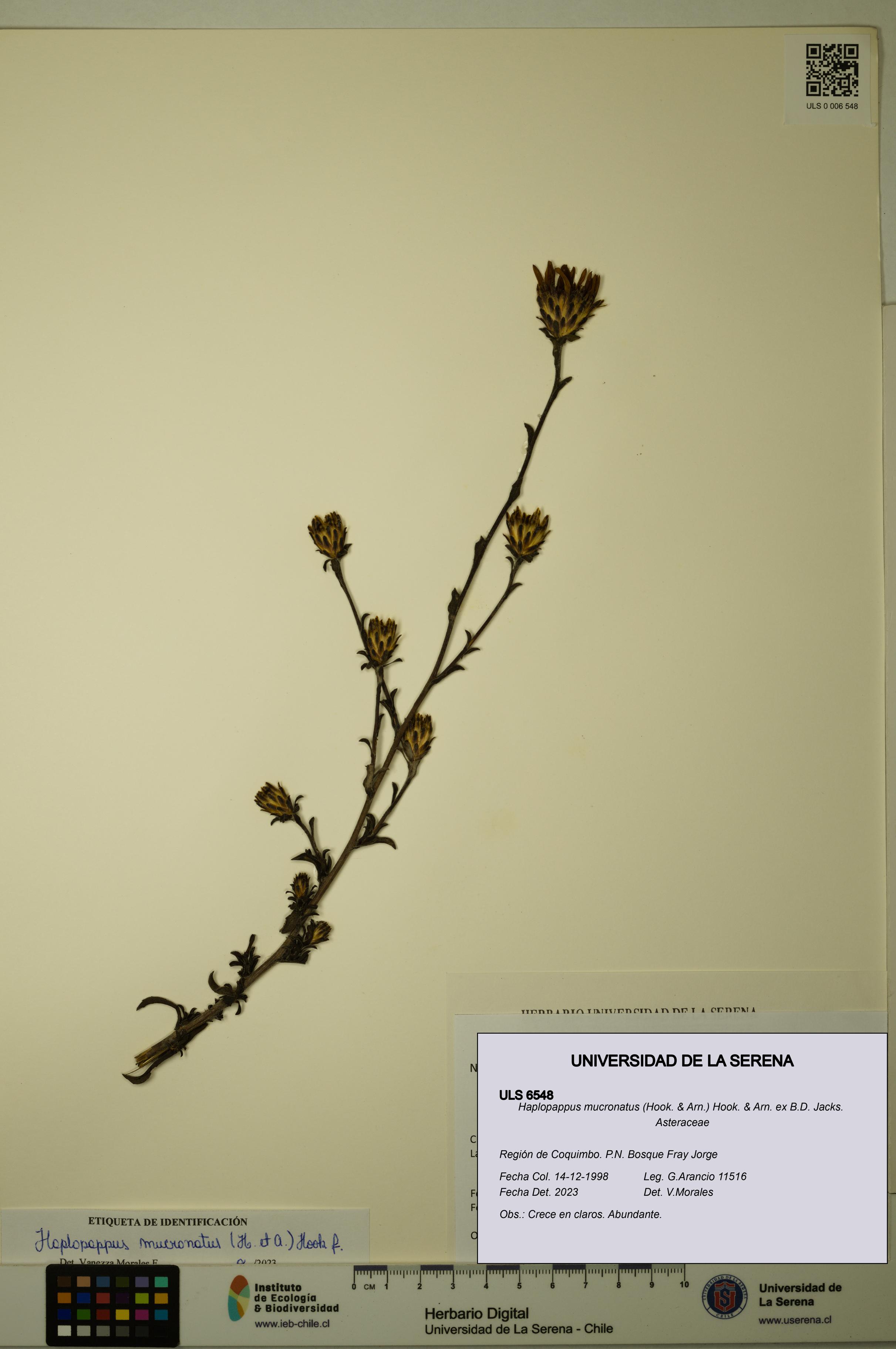 Haplopappus mucronatus [Espécimen: ULS:ULS:0006548]